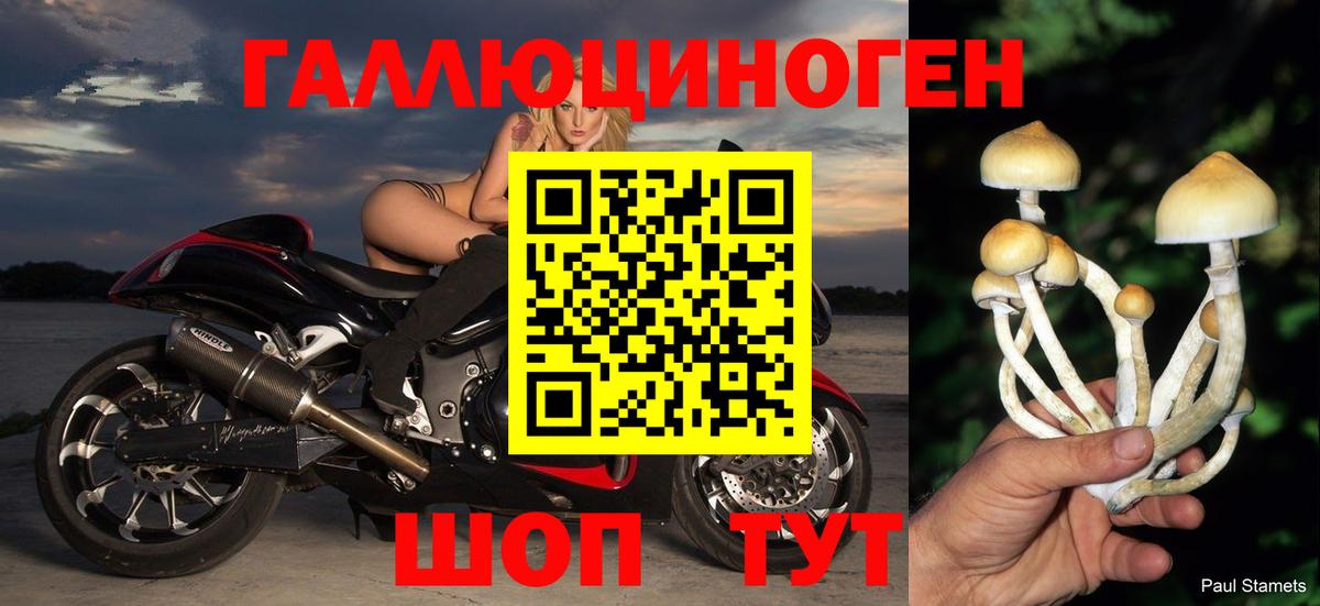 Галлюциногенные грибы Cubensis Тимашёвск